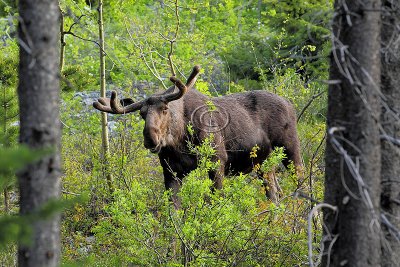 GNP Moose - June 2011