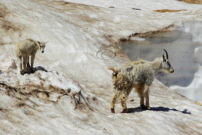 C30F7414Mountain Goats.jpg