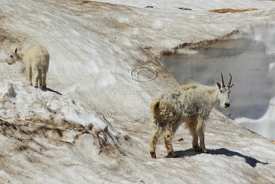 C30F7417Mountain Goats.jpg