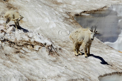 C30F7424Mountain Goats.jpg