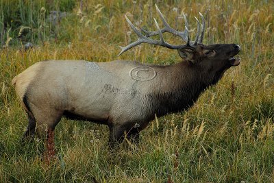 Yellowstone Elks - September 2011