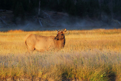 C30F7910Yellowstone Elks.jpg