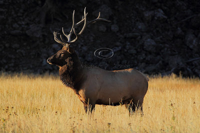 C30F8012Yellowstone Elks.jpg