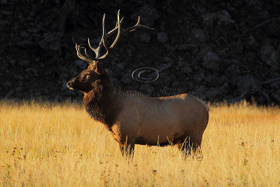 C30F8017Yellowstone Elks.jpg