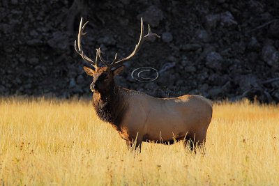 C30F8031Yellowstone Elks.jpg