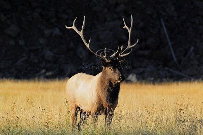 C30F8116Yellowstone Elks.jpg