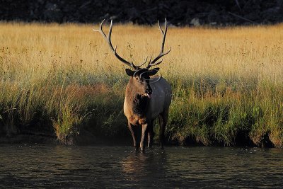 C30F8157Yellowstone Elks.jpg