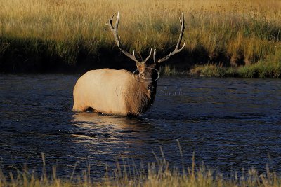 Yellowstone Bull Elk - September 2011