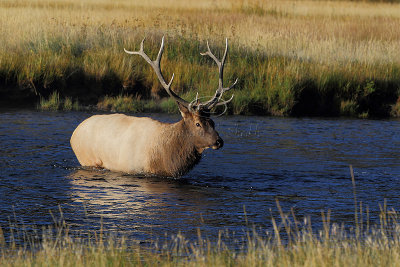 C30F8179Yellowstone Elks.jpg