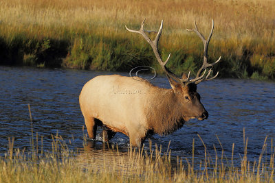 C30F8196Yellowstone Elks.jpg