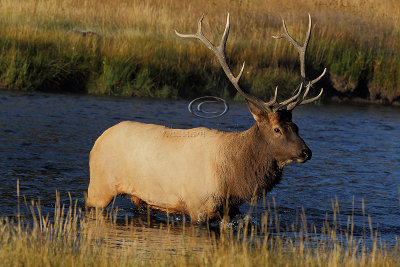 C30F8199Yellowstone Elks.jpg