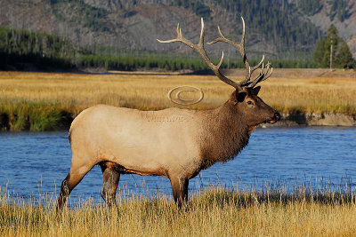 C30F8207Yellowstone Elks.jpg