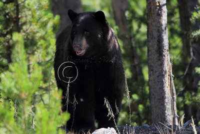 C30F9698Black Bear.jpg