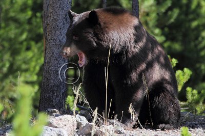 C30F9717Black Bear.jpg