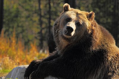 C30F8299Grizzly Reserve.jpg