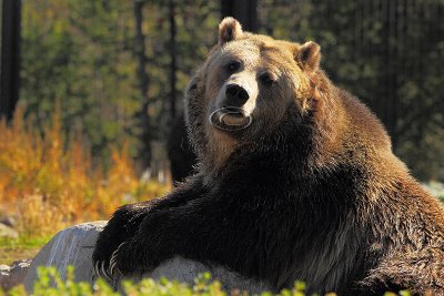 C30F8302Grizzly Reserve.jpg