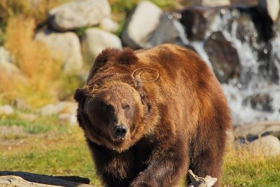 C30F8407Grizzly Reserve.jpg