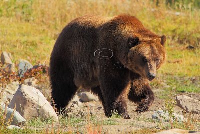 C30F8439Grizzly Reserve.jpg