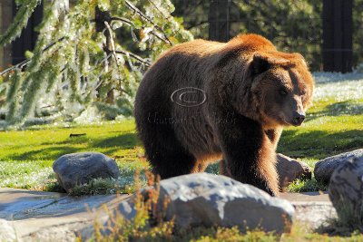 C30F8473Grizzly Reserve.jpg