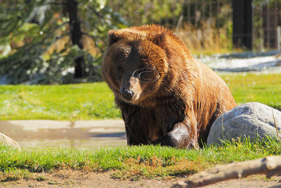 C30F8531Grizzly Reserve.jpg