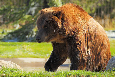 C30F8533Grizzly Reserve.jpg