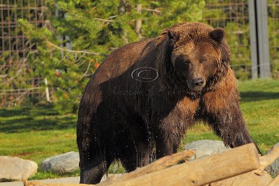 C30F8640Grizzly Reserve.jpg