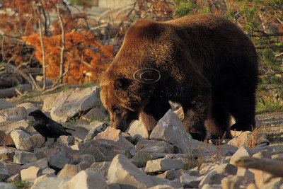 C30F9350Grizzly Reserve.jpg