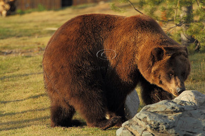 C30F9383Grizzly Reserve.jpg