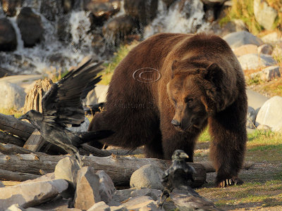 C30F9446Grizzly Reserve.jpg