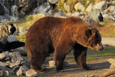 C30F9461Grizzly Reserve.jpg