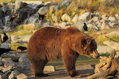 C30F9463Grizzly Reserve.jpg