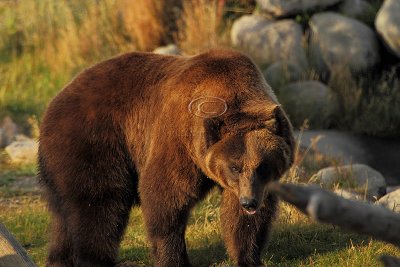 C30F9609Grizzly Reserve.jpg