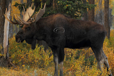 _30F1198Teton's Moose.jpg