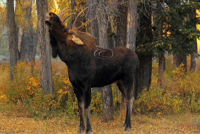 Teton's Moose - September 2011