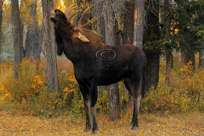 _30F1209Teton's Moose.jpg