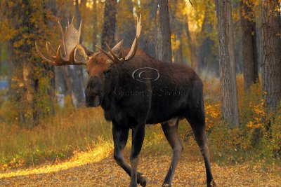 _30F1254Teton's Moose.jpg