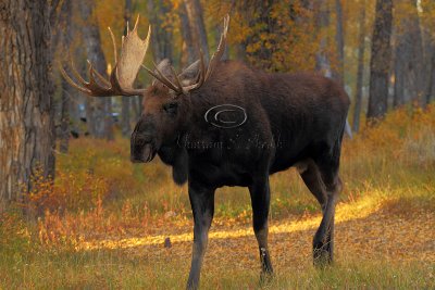 _30F1256Teton's Moose.jpg