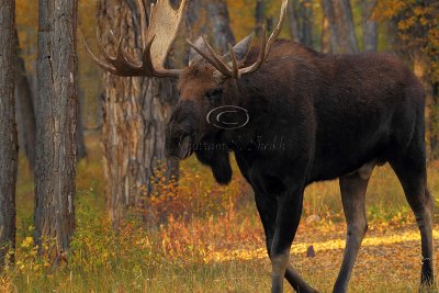 _30F1259Teton's Moose.jpg