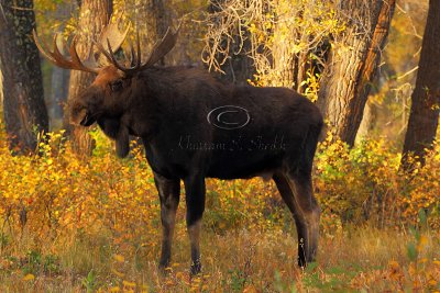 _30F1302Teton's Moose.jpg