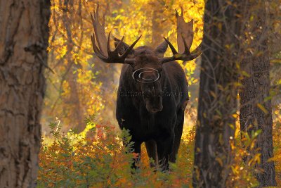 _30F1435Teton's Moose.jpg