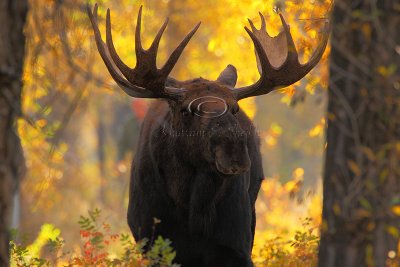 _30F1442Teton's Moose.jpg