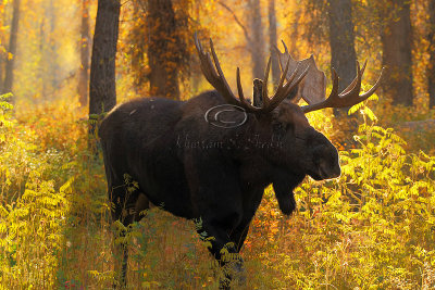 _30F1451Teton's Moose.jpg