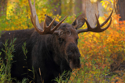 _30F1474Teton's Moose.jpg