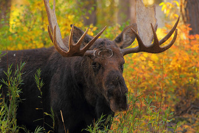 _30F1475Teton's Moose.jpg