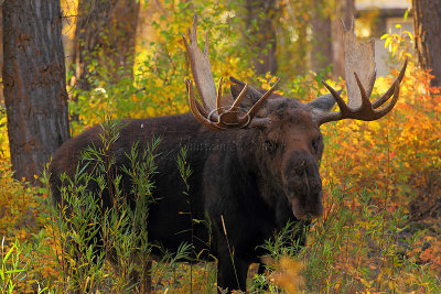 _30F1484Teton's Moose.jpg