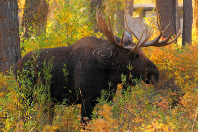 _30F1487Teton's Moose.jpg