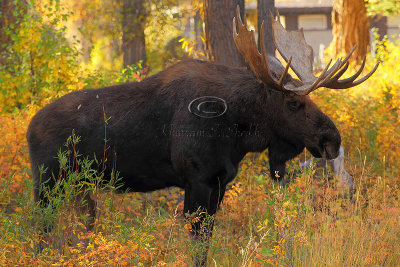 _30F1491Teton's Moose.jpg