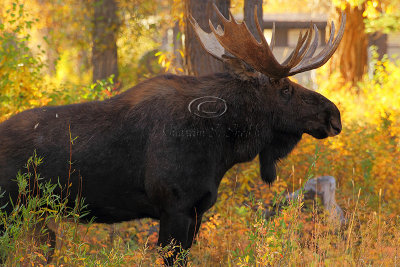 _30F1495Teton's Moose.jpg