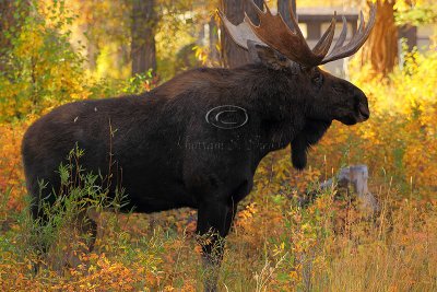 _30F1498Teton's Moose.jpg