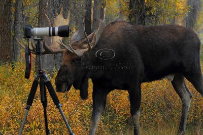 _30F1190Teton's Moose.jpg